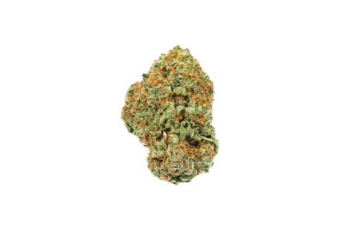 A top notch Ambrosia Strain Maven flower on a white background available at a 24 hour dispensary near me.