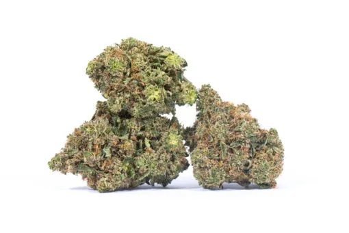 Two Pink Panther Strain marijuana plants on a white background in a top notch dispensary.