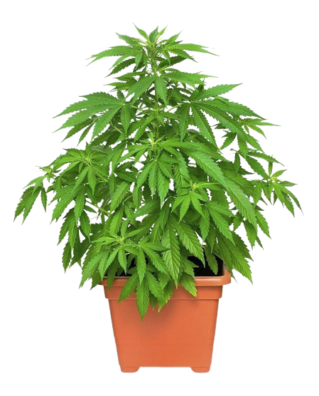 En marihuanaplante i en potte på svart bakgrunn, tilgjengelig på et førsteklasses apotek.