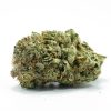 Primo piano di una pianta di marijuana Granddaddy Purple su sfondo bianco, disponibile presso i dispensari nectar.