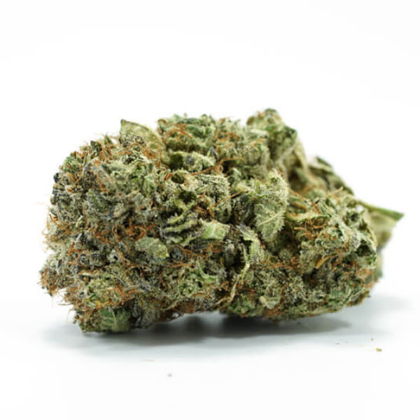 Primer plano de una planta de marihuana Granddaddy Purple sobre fondo blanco, disponible en los dispensarios de néctar.