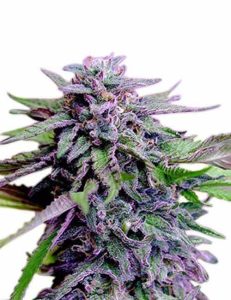 En Granddaddy Purple Seeds marihuanaplante på hvit bakgrunn.