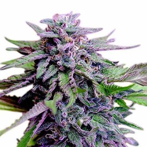Una pianta di marijuana Granddaddy Purple Seeds su sfondo bianco.